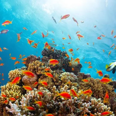 Sharm El sheikh