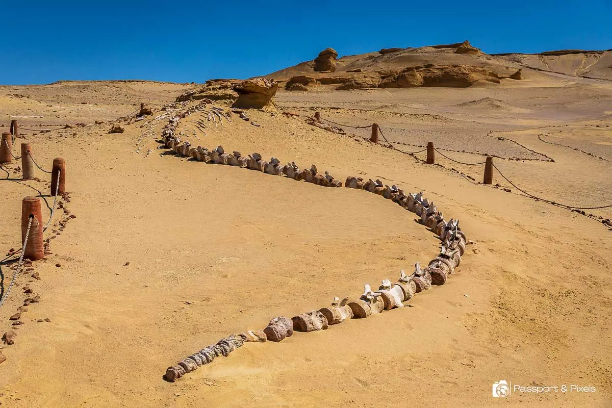 <span> 2-</span>🐋 Visit Wadi El Hitan (Valley of the Whales) – UNESCO World Heritage Site